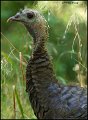 _0SB4765 wild turkey profile